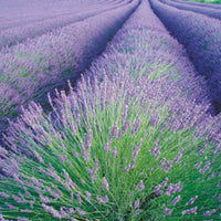 Lavendel Lavandula angustifolia - Biologisch lila 4 m² - Kräutersamen