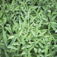 Salbei Salvia officinalis - Biologisch 2 m² - Kräutersamen