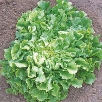 Endivie Cichorium endivia - Biologisch 25 m² - Gemüsesamen