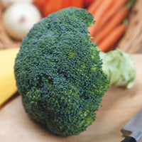 Brokkoli Brassica 'Calabrese Natalino' - Bio 30 m² - Gemüsesamen