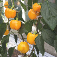 Paprika Capsicum 'Yellow California Wonder' - Biologisch gelb 5 m² - Gemüsesamen