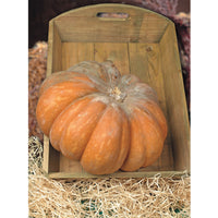 Kürbis Cucurbita 'Musquée de Provence' - Biologisch 7 m² - Gemüsesamen