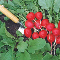 Radieschen Raphanus 'Saxa 2' - Biologisch 2 m² - Gemüsesamen