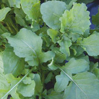 Rucolasalat Eruca sativa - Biologisch 7 m² - Kräutersamen