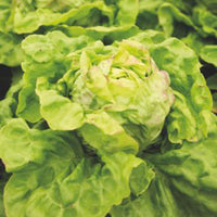Salat Lactuca 'Meikoningin' - Biologisch 30 m² - Gemüsesamen