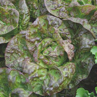 Salat Lactuca 'Wonder van Vier Jaargetijden' - Biologisch 35 m² - Gemüsesamen