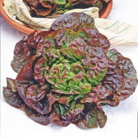 Salat Lactuca 'Wonder van Vier Jaargetijden' - Biologisch 35 m² - Gemüsesamen