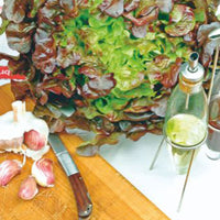 Eichblattsalat Lactuca 'Red salad bowl' - Biologisch 30 m² - Gemüsesamen