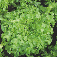 Eichblattsalat Lactuca 'Salad bowl' - Biologisch 30 m² - Gemüsesamen