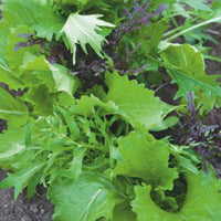 Mesclun Brassica chinennis - Biologisch 3 m² - Gemüsesamen