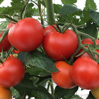 Tomate Solanum 'Matina' - Biologisch 10 m² - Gemüsesamen