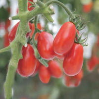 Tomate Solanum 'Shirley' - Bio 10 m² - Gemüsesamen