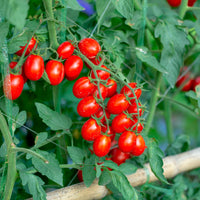 Kirschtomate Solanum 'Koralik' - Biologisch - Gemüsesamen
