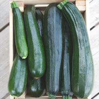 Zucchini Cucurbita 'Black Beauty' - Biologisch 8 m² - Gemüsesamen