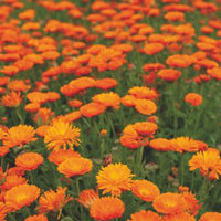 Marigold Calendula 'Ball' - Biologisch orange 3 m² - Blumensamen