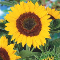 Sonnenblume Helianthus 'Giganteus' - Biologisch gelb 6 m² - Blumensamen