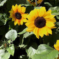 Sonnenblume Helianthus 'Zohar F1' - Biologisch gelb 3 m² - Blumensamen
