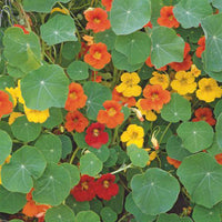 Große Kapuzinerkresse Tropaeolum majus - Biologisch gelb-rot-orange 5 m² - Blumensamen