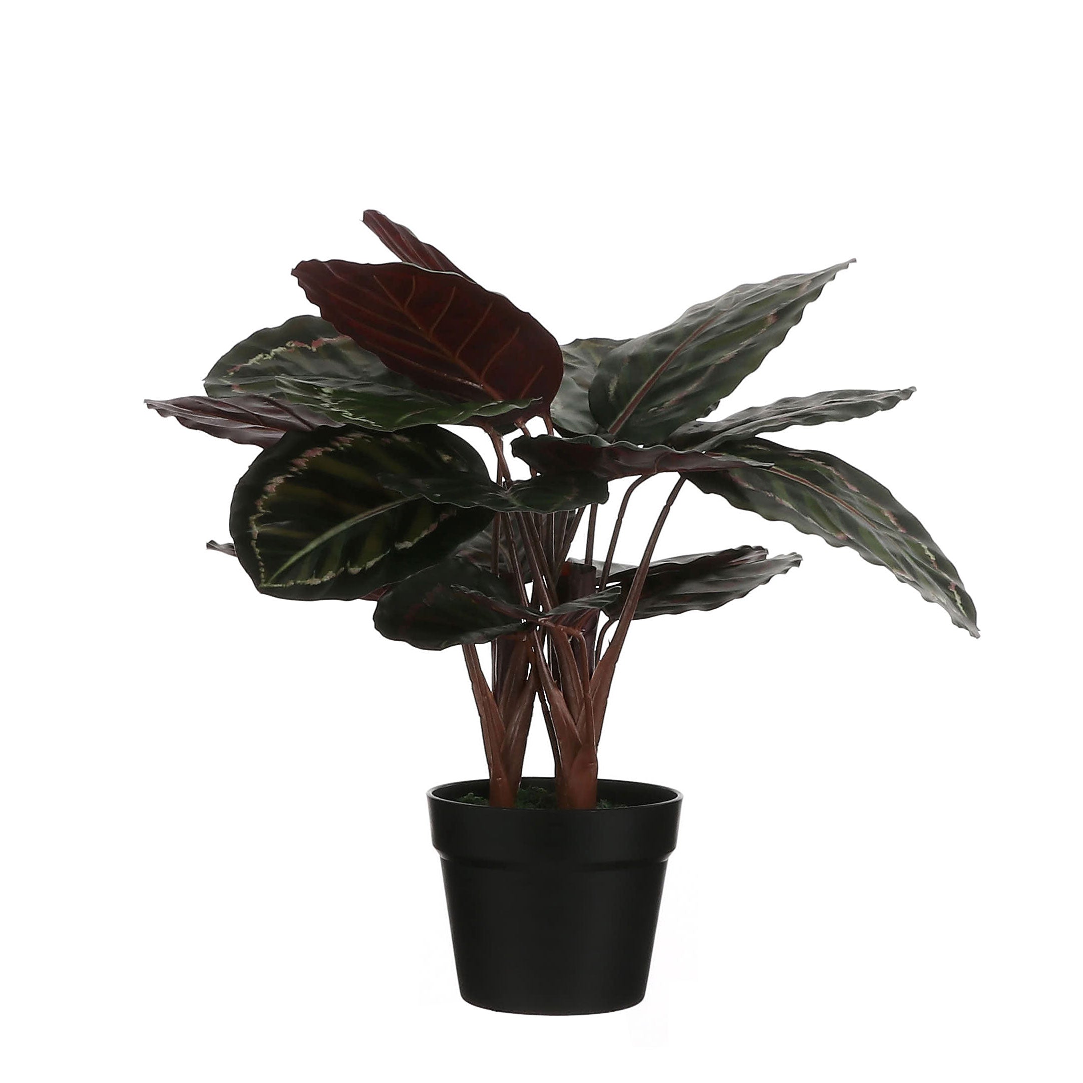 Botanic-Haus Künstliche Calathea 40cm - Kunstpflanze Im Schwarzen Topf