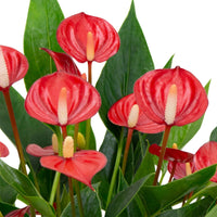 Flamingopflanze Anthurium 'Million Flowers' Rot