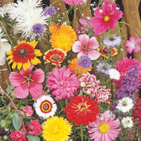 Schnittblumen - Mischung 1 m² - Blumensamen