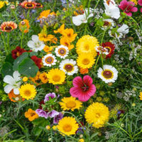 Essbare Blumen - Mischung 2 m² - Blumensamen