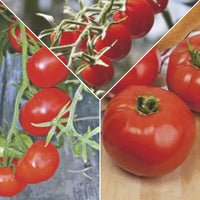 Tomatenpaket 'Tolle Tomaten' Solanum - Gemüsesamen