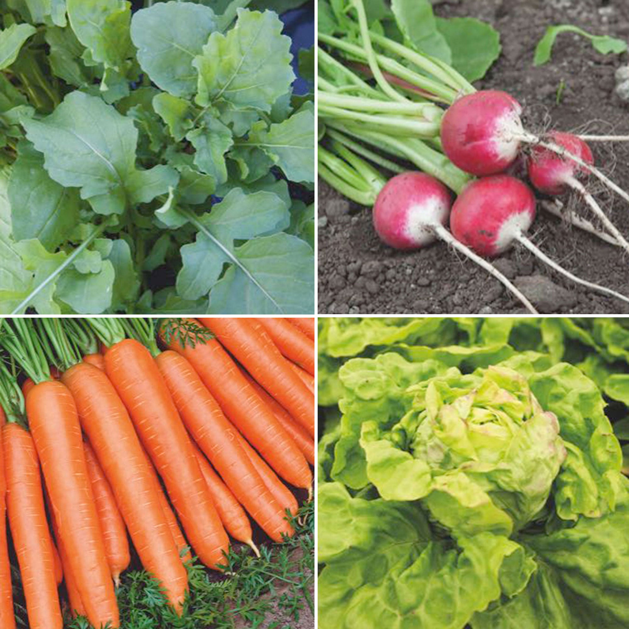 Starterpaket für einen Gemüsegarten 'Bequemes Beet' Biologisch