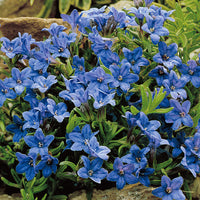 Steinsame Lithodora 'Heavenley Blue' Blau - Bio - Winterhart