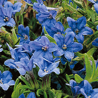 Steinsame Lithodora 'Heavenley Blue' Blau - Bio - Winterhart