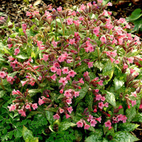 Lungenkraut Pulmonaria 'Bubblegum' Rosa - Bio - Winterhart