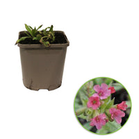 Lungenkraut Pulmonaria 'Bubblegum' Rosa - Bio - Winterhart