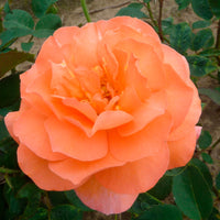 Großblütige Rose Rosa 'Tea Time'®  Orange - Winterhart