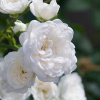 Rose Rosa 'Diamant'®  Weiß - Winterhart