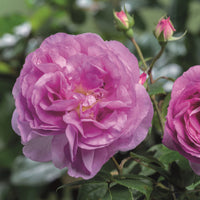 Rose Rosa 'Saphir'®  Lila - Winterhart