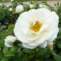 Rose Rosa 'Sirius'®  Creme-Rosa - Winterhart