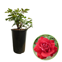 Rosa 'Störtebeker'®  Großblütige Rose Rot - Winterhart