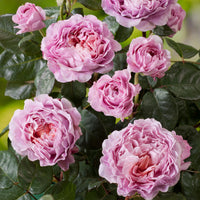 Großblütige Rose Rosa 'Eisvogel'®  Rosa - Winterhart