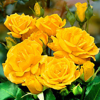 Stammrose Rosa 'Friesia'®  Gelb - Winterhart