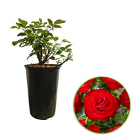 Rose Rosa 'Santana'® Rot - Winterhart