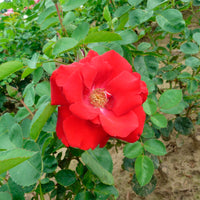 Rose Rosa 'Santana'® Rot - Winterhart