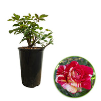 Großblütige Rose Rosa 'Broceliande'® Rot-Gelb - Winterhart