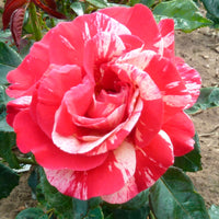 Großblütige Rose Rosa 'Broceliande'® Rot-Gelb - Winterhart