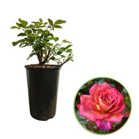 Großblütige Rose Rosa 'Parfum de Grasse'®  Gelb-Rosa - Winterhart