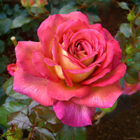 Großblütige Rose Rosa 'Parfum de Grasse'®  Gelb-Rosa - Winterhart
