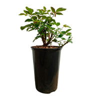 Großblütige Rose Rosa 'Isabelle Autissier'® Rosa-Gelb - Winterhart
