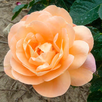 Großblütige Rose Rosa 'Isabelle Autissier'® Rosa-Gelb - Winterhart
