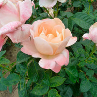 Großblütige Rose Rosa 'Isabelle Autissier'® Rosa-Gelb - Winterhart