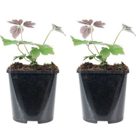 Herbstanemone Anemone 'Robustissima' - Biologisch rosa - Winterhart