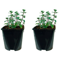 Katzenminze Nepeta 'Walker's Low' Lila - Bio - Winterhart